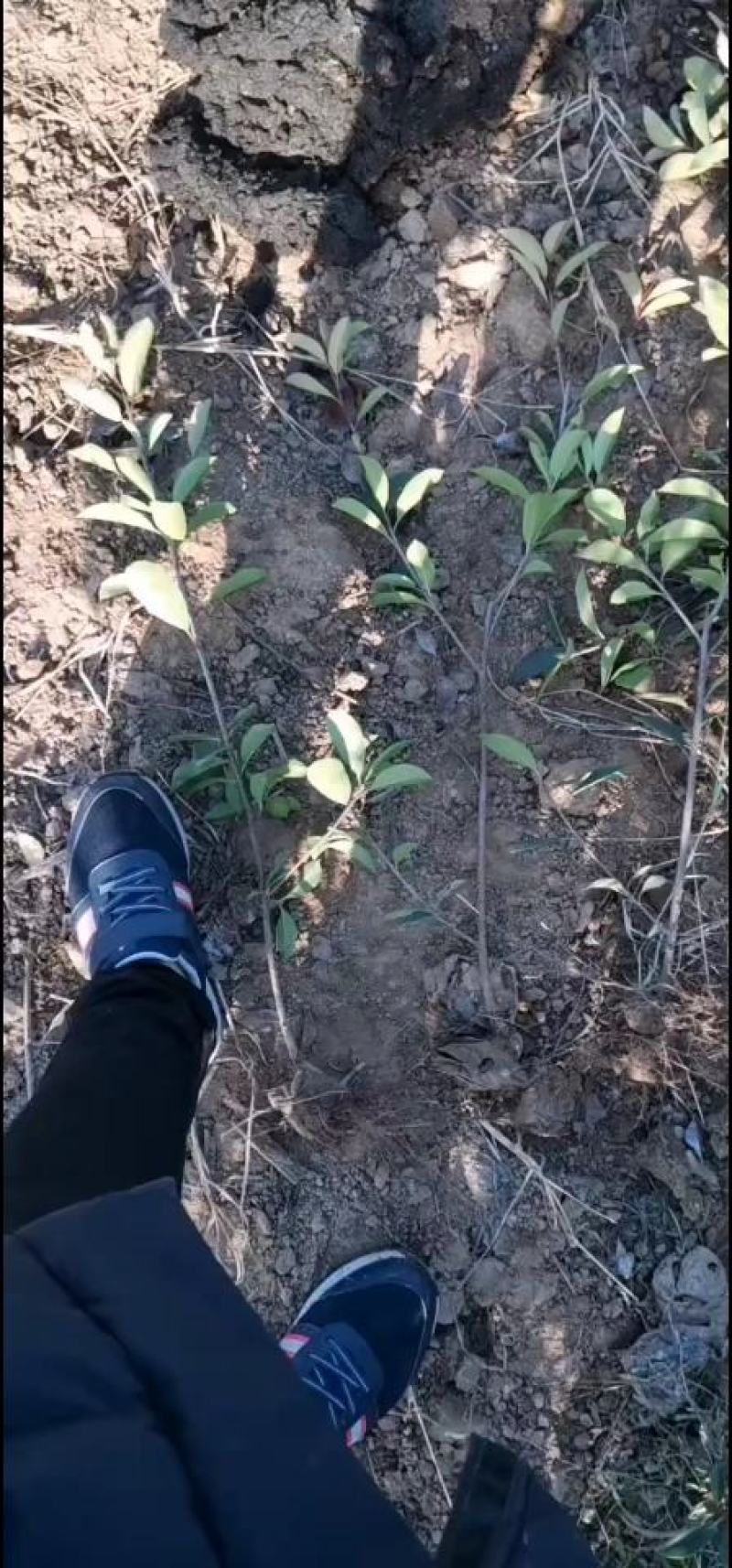 焦作大量供应金叶复叶槭各种规格精品齐全