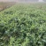 豌豆苗四川高山豌豆苗产地发货货源充足质量保障支持代发
