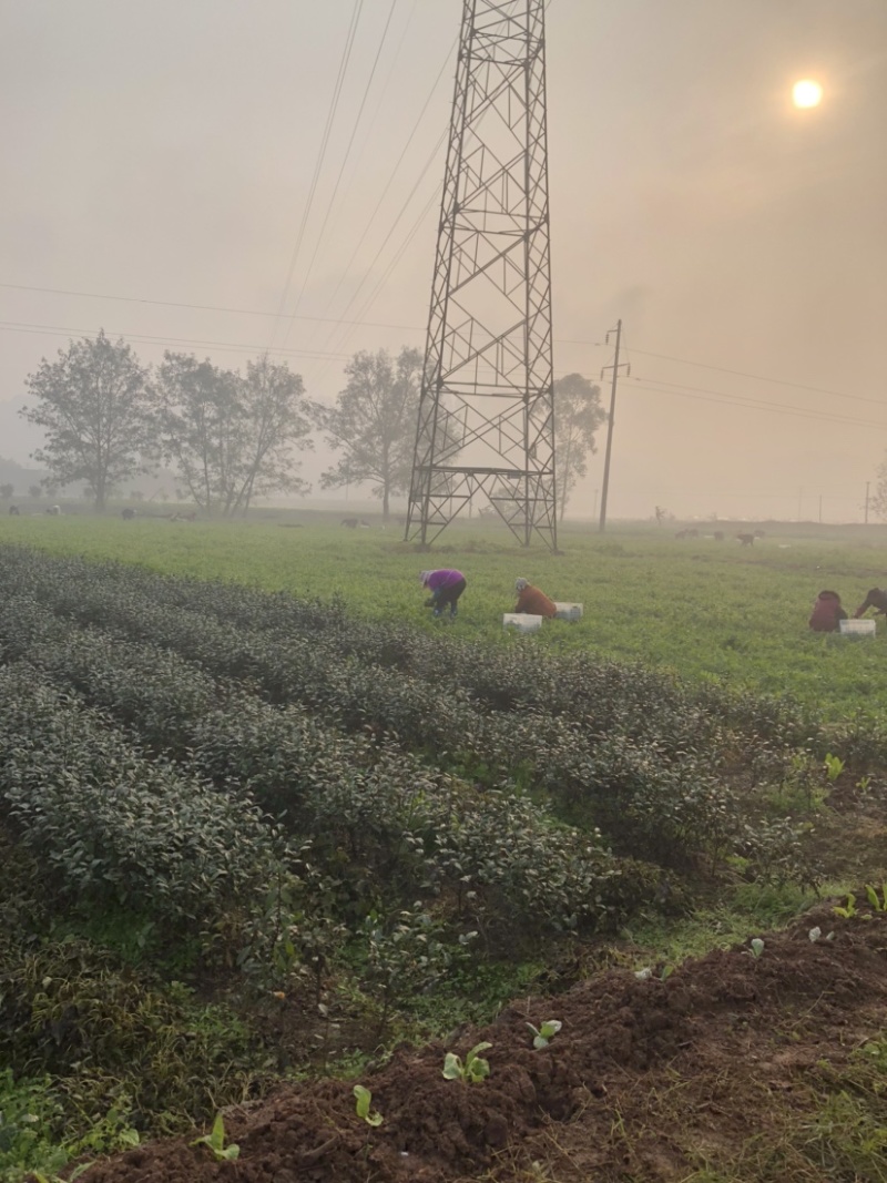 豌豆苗四川高山豌豆苗产地发货货源充足质量保障支持代发