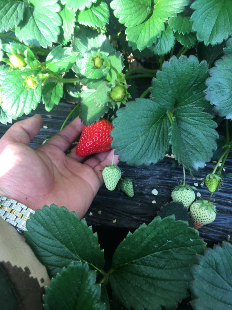 丹东九九草莓支持一件代发、代办！