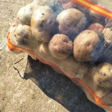 土豆东北黑土地黄壤东北黑土地