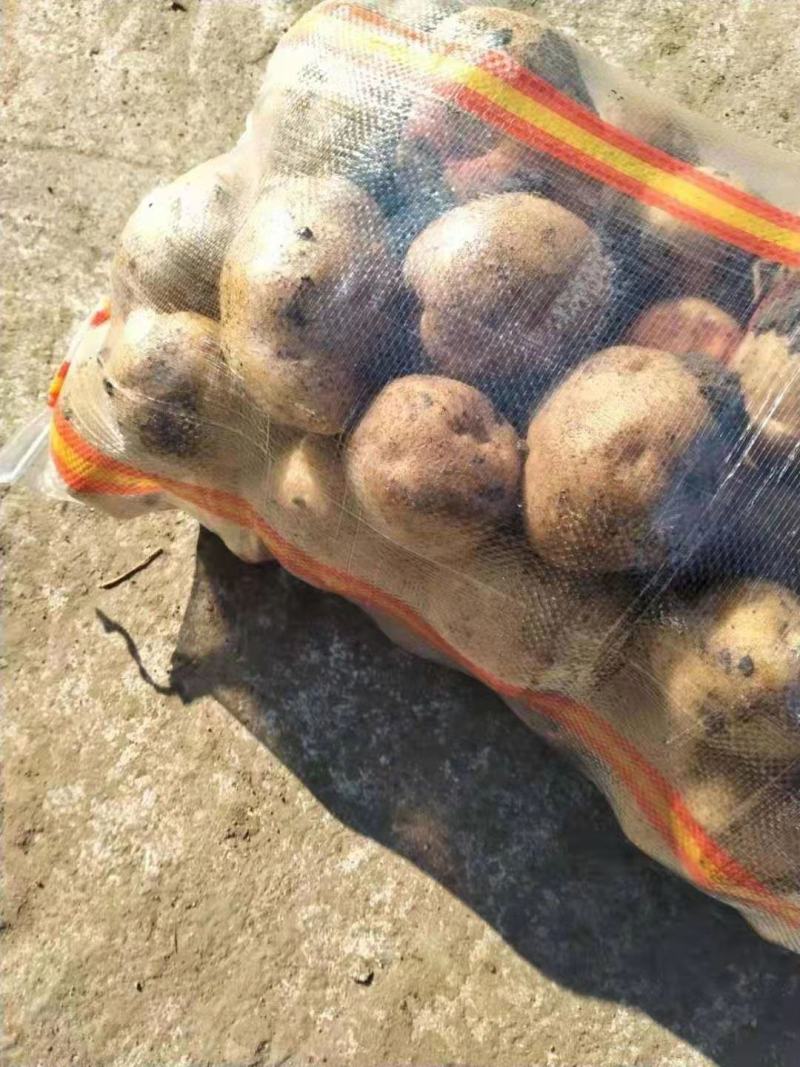 土豆东北黑土地黄壤东北黑土地
