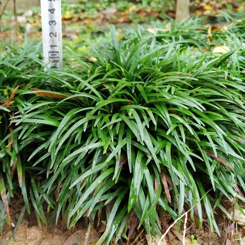 玉龙草麦冬草苗日本麦冬草中叶麦冬草细叶麦冬草