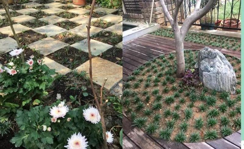 玉龙草麦冬草苗日本麦冬草中叶麦冬草细叶麦冬草