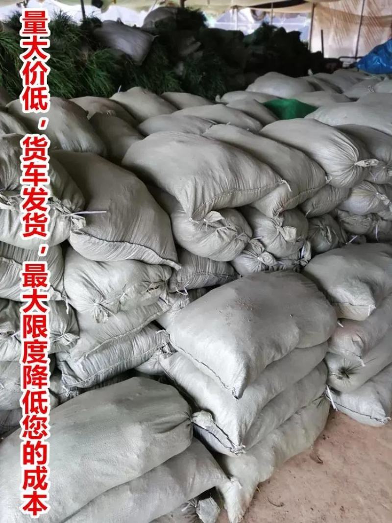 玉龙草麦冬草苗日本麦冬草中叶麦冬草细叶麦冬草