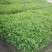苗圃花坛庭院绿化苗木地被植物红王子锦带海棠花卉