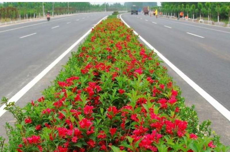 苗圃花坛庭院绿化苗木地被植物红王子锦带海棠花卉