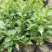 苗圃花坛庭院绿化苗木地被植物红王子锦带海棠花卉
