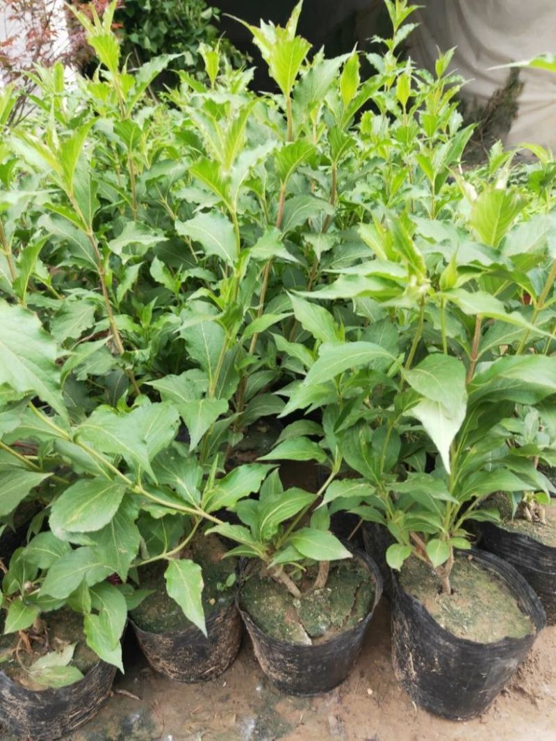 苗圃花坛庭院绿化苗木地被植物红王子锦带海棠花卉