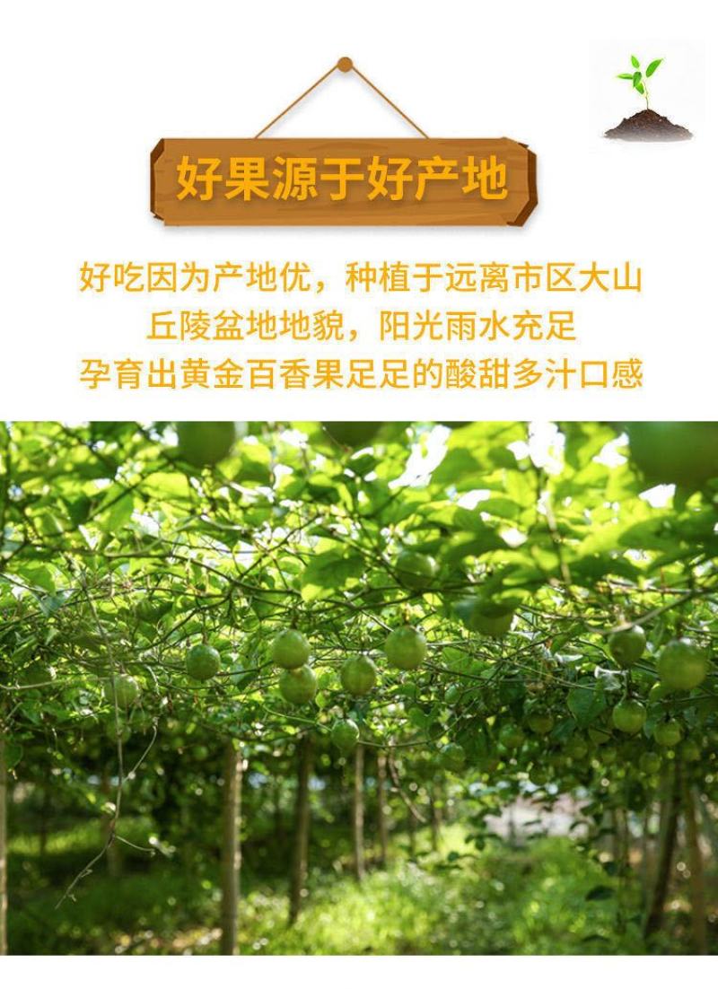 黄金百香果孕妇新鲜水果1/3/5斤中大果香甜黄色鸡蛋果