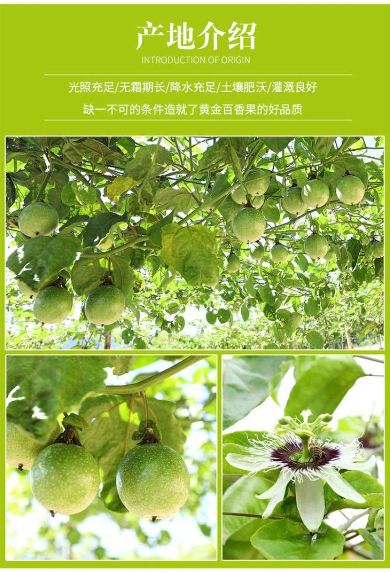 黄金百香果孕妇新鲜水果1/3/5斤中大果香甜黄色鸡蛋果