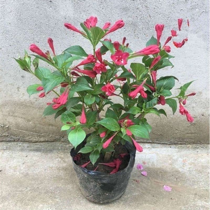 苗圃花坛庭院绿化苗木地被植物红王子锦带海棠花卉