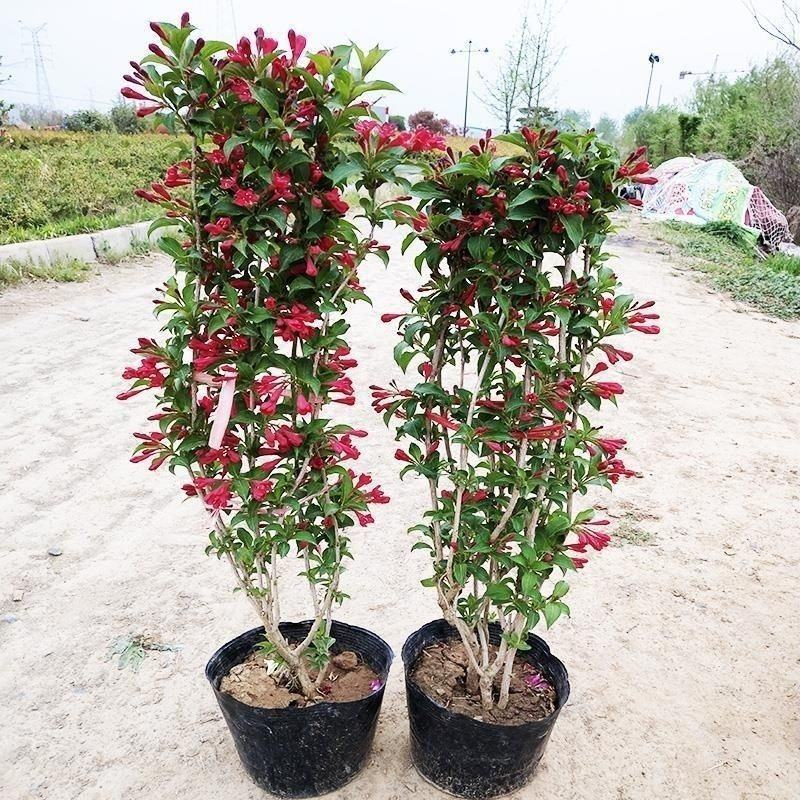 苗圃花坛庭院绿化苗木地被植物红王子锦带海棠花卉