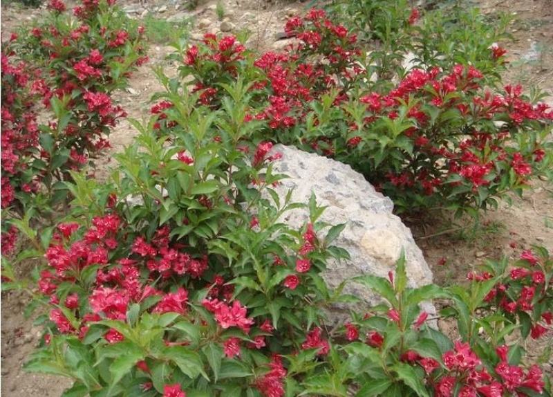 苗圃花坛庭院绿化苗木地被植物红王子锦带海棠花卉