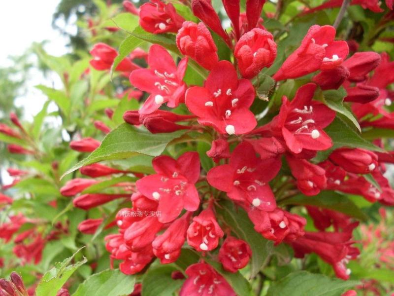 苗圃花坛庭院绿化苗木地被植物红王子锦带海棠花卉