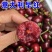 【聚便宜】矮化樱桃苗樱桃树苗南北方种植当年结果