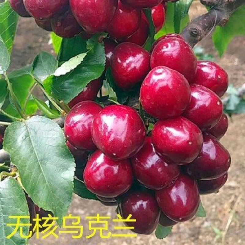 【聚便宜】矮化樱桃苗樱桃树苗南北方种植当年结果