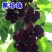【聚便宜】矮化樱桃苗樱桃树苗南北方种植当年结果