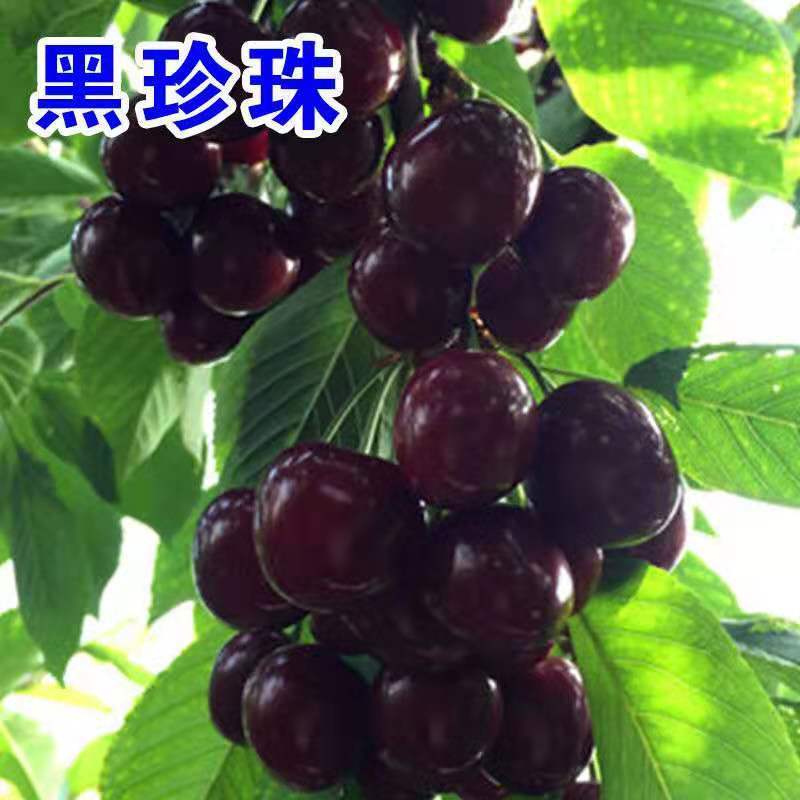 【聚便宜】矮化樱桃苗樱桃树苗南北方种植当年结果