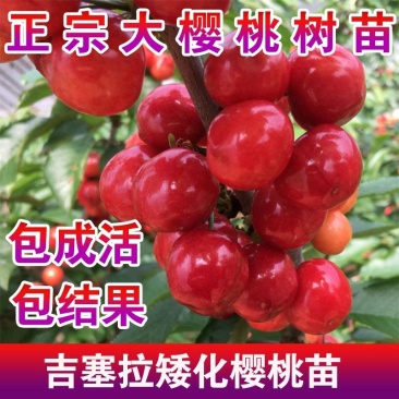 【聚便宜】矮化樱桃苗樱桃树苗南北方种植当年结果