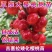【聚便宜】矮化樱桃苗樱桃树苗南北方种植当年结果