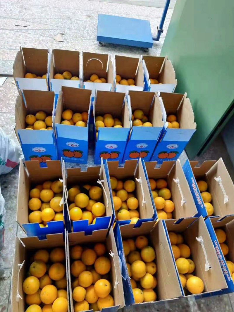 正宗红江橙酸甜适中皮薄水多一件代发量大从优欢迎咨询