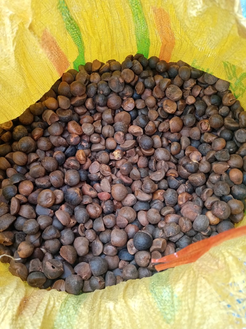 云南山茶籽，小籽，籽黑，籽小