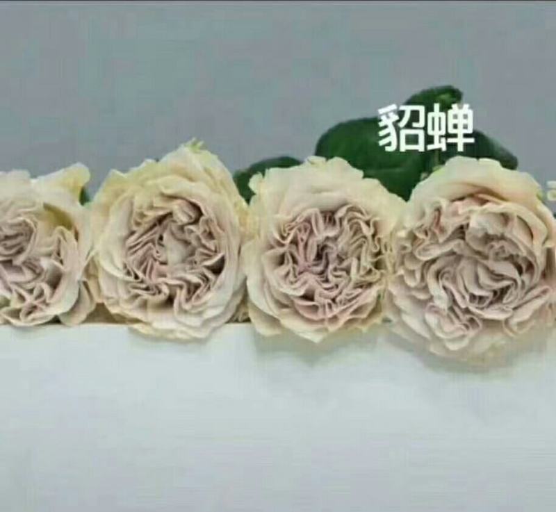 基地直销各种扦插小苗杯苗穴盘管接苗