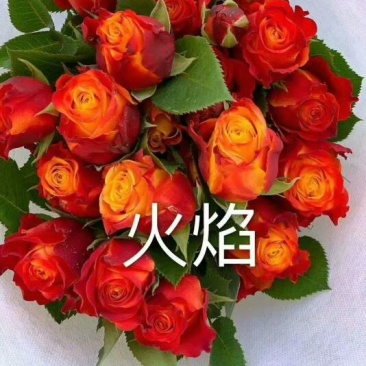 基地直销各种扦插小苗杯苗穴盘管接苗