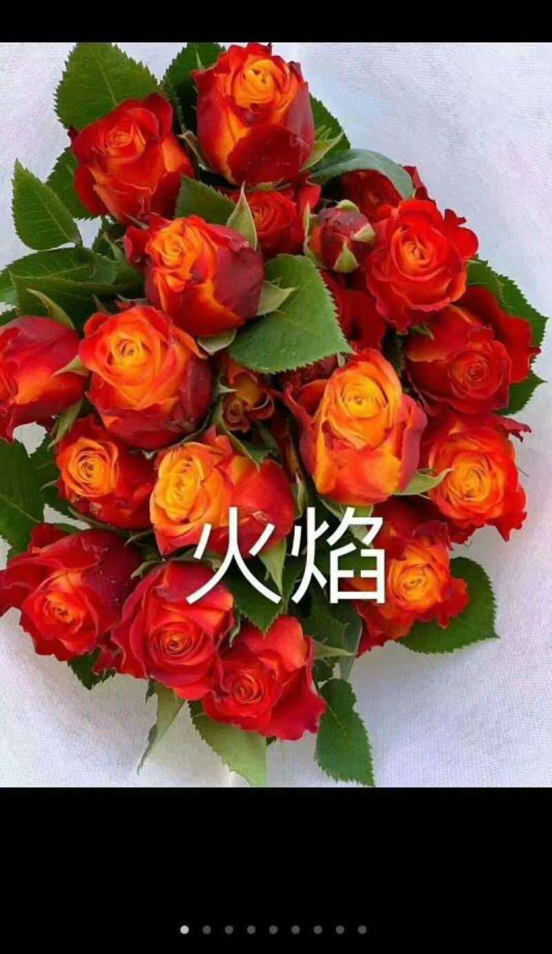 基地直销各种扦插小苗杯苗穴盘管接苗