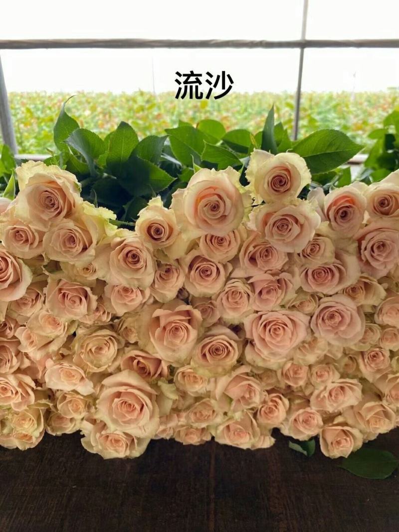 基地直销各种扦插小苗杯苗穴盘管接苗