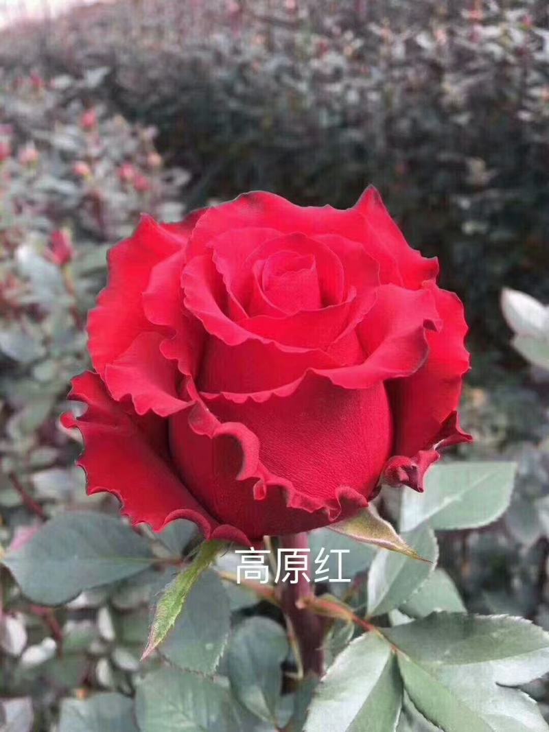 基地直销各种扦插小苗杯苗穴盘管接苗