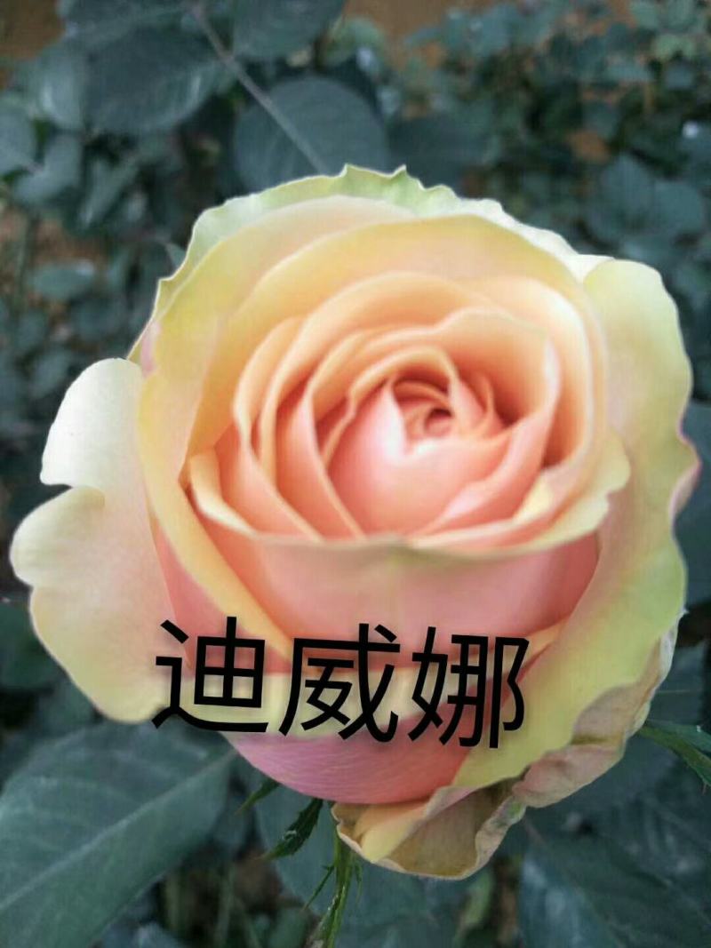 基地直销各种扦插小苗杯苗穴盘管接苗