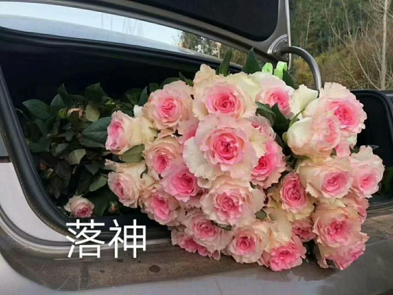 基地直销各种扦插小苗杯苗穴盘管接苗