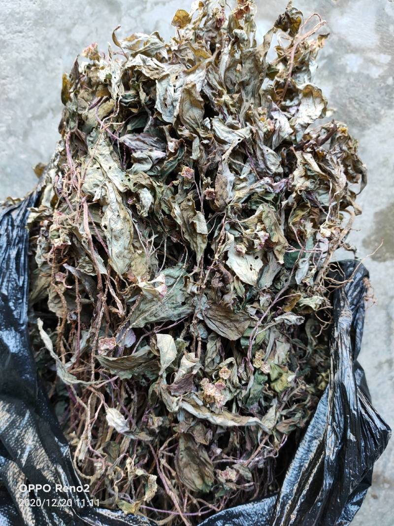 风柜斗草，天然，野生，