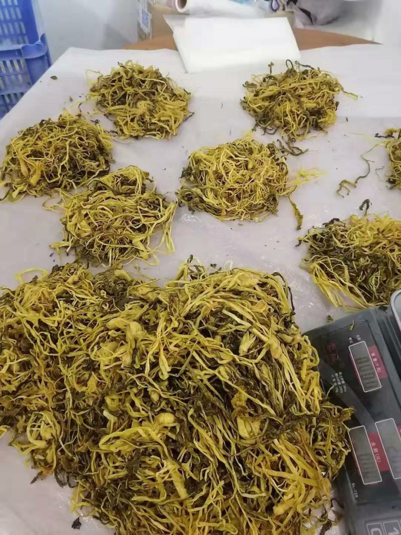批发怀集甘洒六十日黄菜