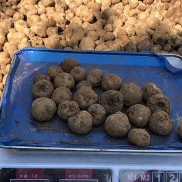 贵州毕节七星关区花魔芋50克以下发芽率高