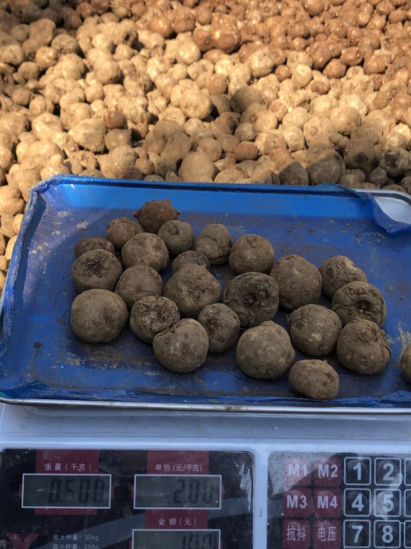 贵州毕节七星关区花魔芋50克以下发芽率高