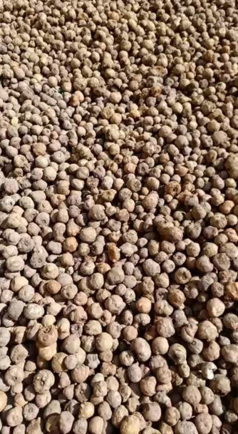 贵州毕节七星关区花魔芋50克以下发芽率高