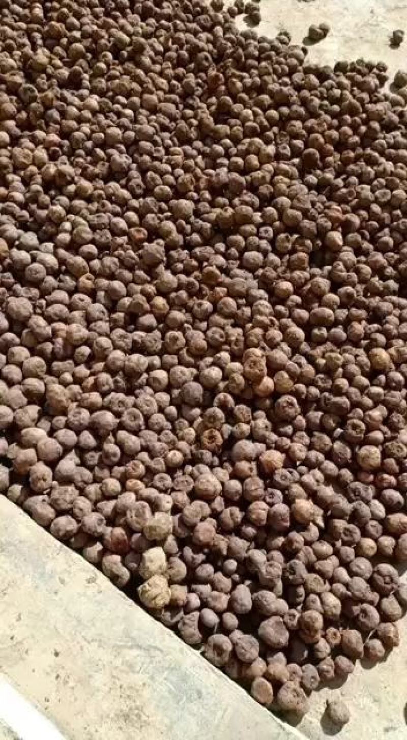 贵州毕节七星关区花魔芋50克以下发芽率高