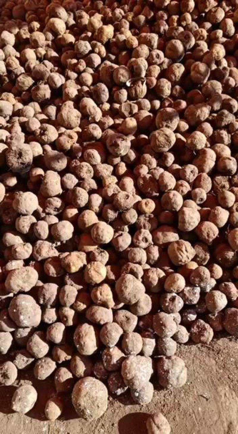 贵州毕节七星关区花魔芋50克以下发芽率高