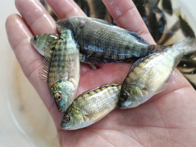 【罗非鱼苗】单性罗非鱼苗.海宝路.新吉富.海南1号，