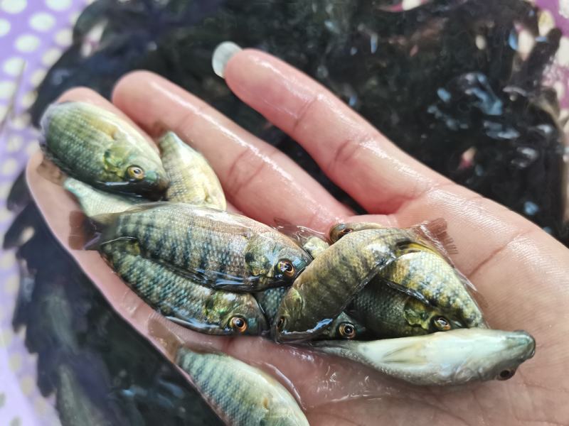 【罗非鱼苗】单性罗非鱼苗.海宝路.新吉富.海南1号，