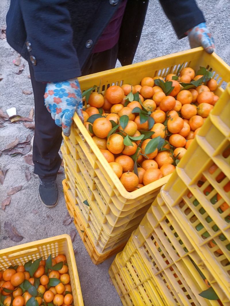 西林沙糖桔，大量上巿统货1.3.