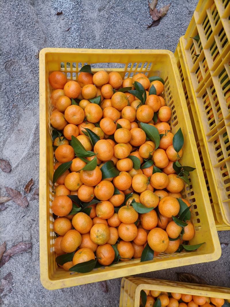 西林沙糖桔，大量上巿统货1.3.