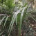 棕榈树小苗20公:至100公分