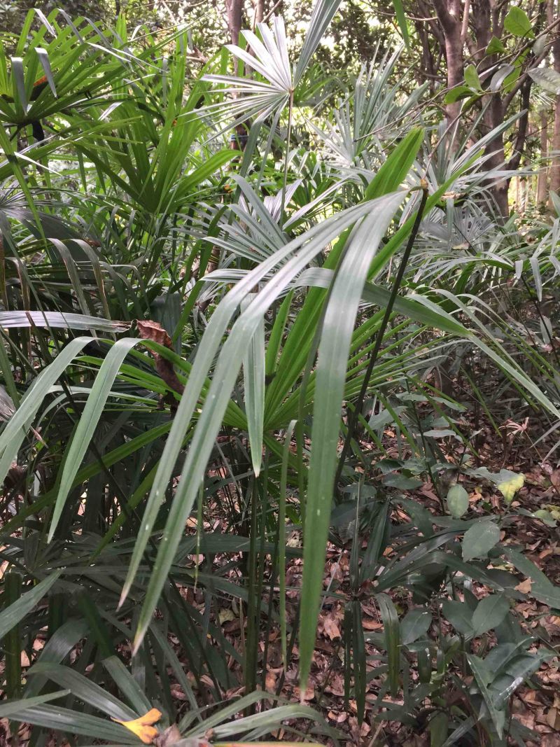 棕榈树小苗20公:至100公分