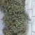 棕榈树小苗20公:至100公分