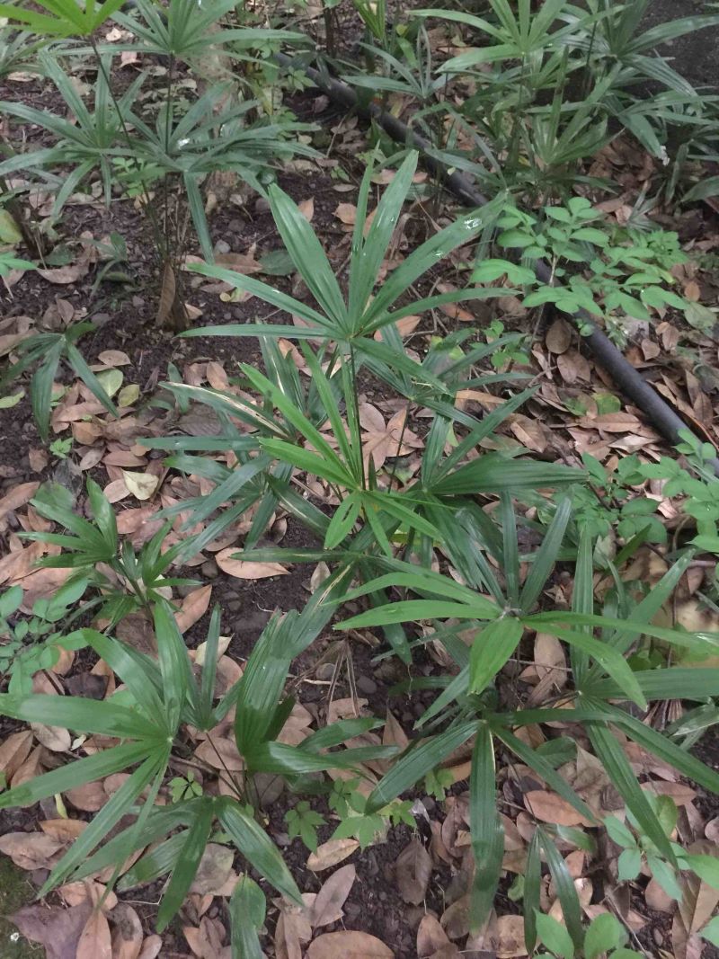棕榈树小苗20公:至100公分