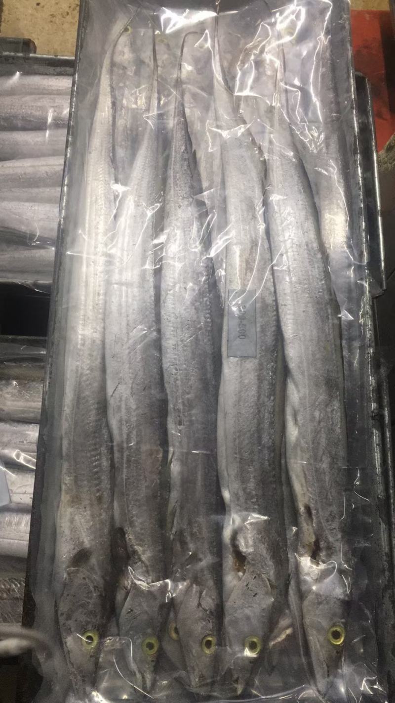 带鱼整条A带B带单冻无冰网带钓带高品质宁波带